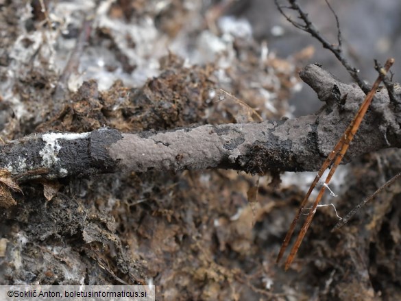 Tomentella atramentaria