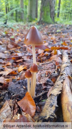 Psathyrella conopilus