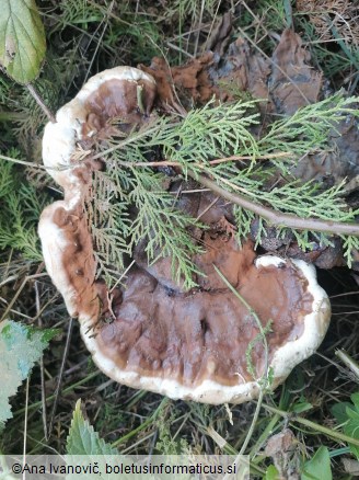 Ganoderma carnosum