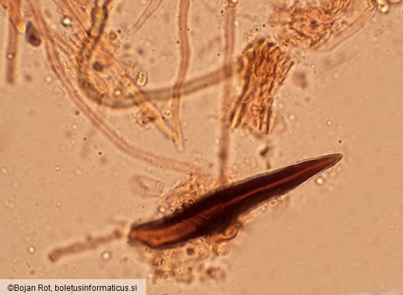 Onnia tomentosa