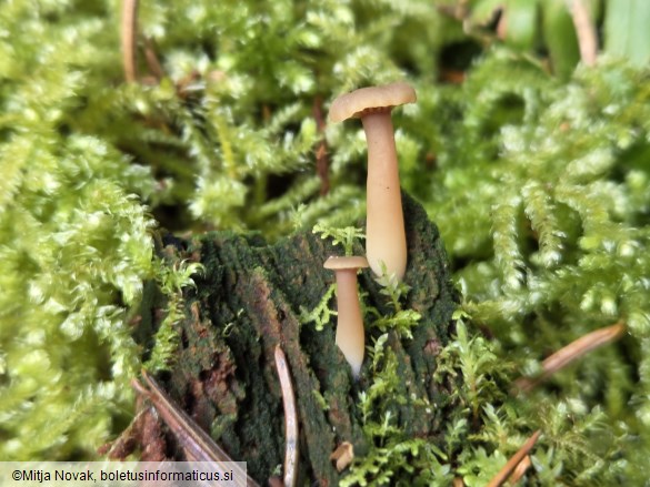 Lichenomphalia umbellifera