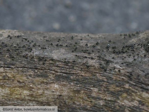 Lophiostoma quadrinucleatum