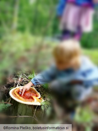 Ganoderma resinaceum