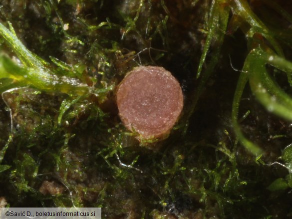 Octospora lilacina