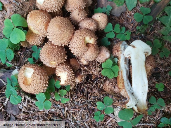 Pholiota squarrosa