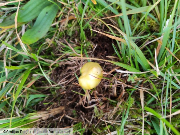 Hygrocybe citrinovirens
