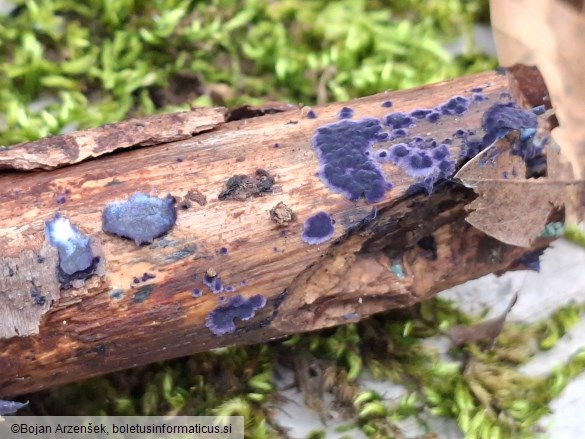 Terana coerulea