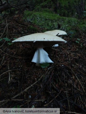Agaricus augustus