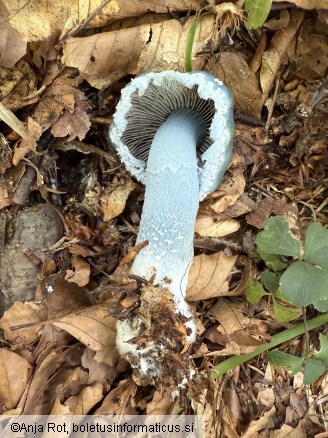 Stropharia aeruginosa