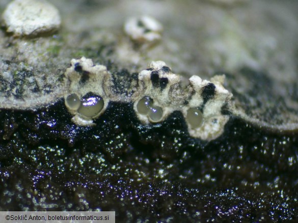 Leucostoma niveum