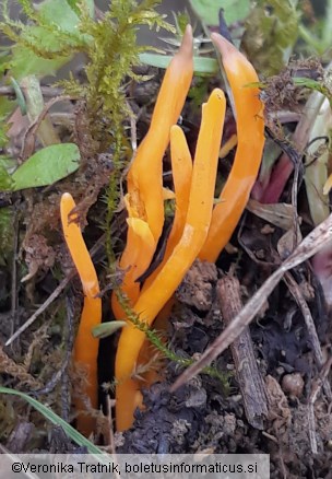 Clavulinopsis helvola