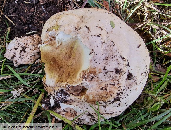 Langermannia gigantea
