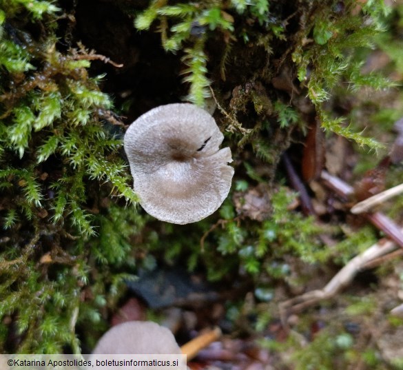Entoloma undatum