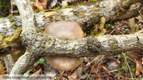 Pleurotus calyptratus