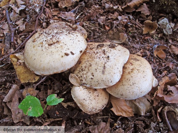 Hebeloma radicosum
