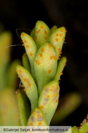 Uromyces scutellatus