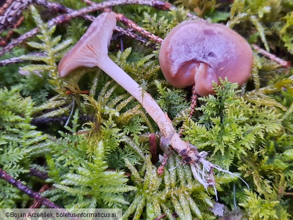 Rhizocybe pruinosa
