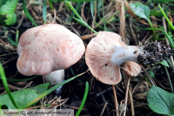 Clitopilus geminus