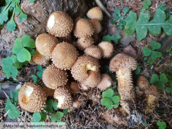 Pholiota squarrosa