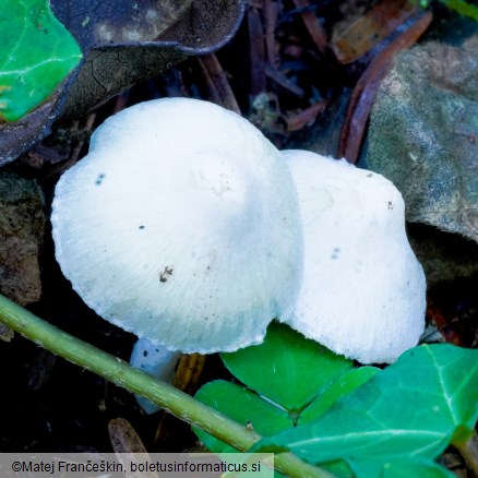 Inocybe geophylla