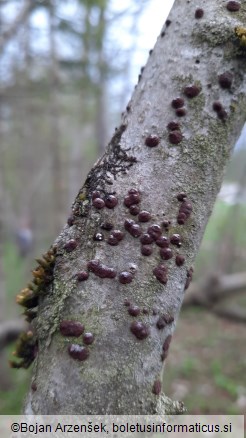 Hypoxylon fuscum