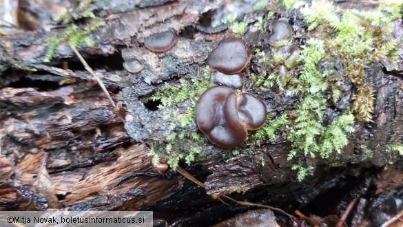 Pachyella violaceonigra