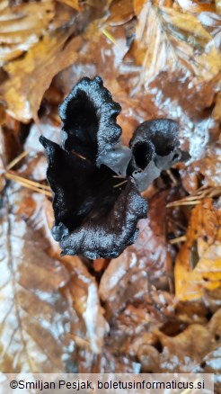 Craterellus cornucopioides