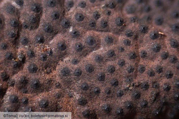 Hypomontagnella submonticulosa