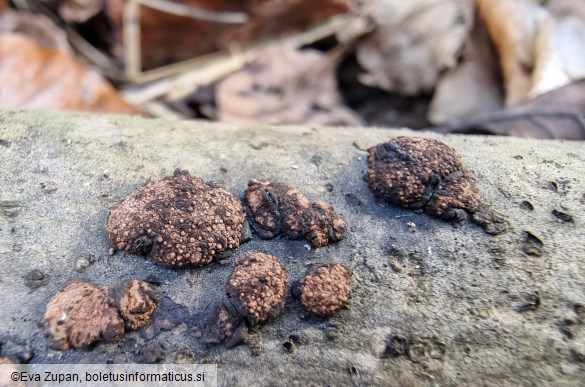 Hypoxylon cercidicola