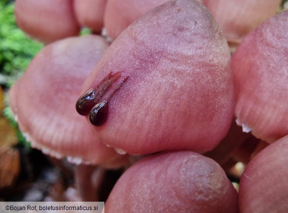Mycena haematopus