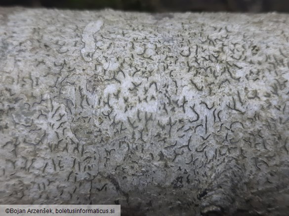 Graphis scripta
