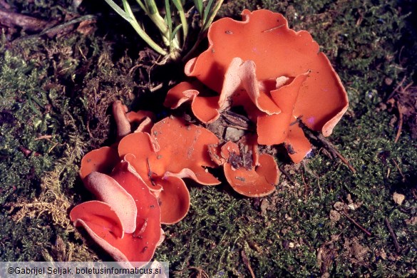 Aleuria aurantia