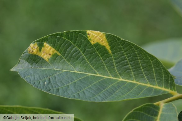 Pseudomicrostroma juglandis