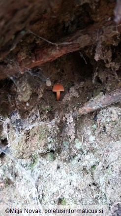 Cortinarius orellanus
