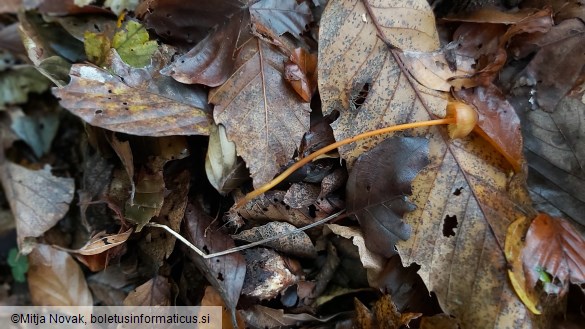 Mycena crocata