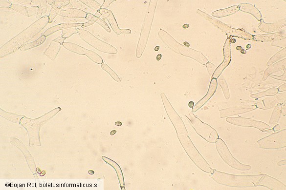 Tubaria furfuracea