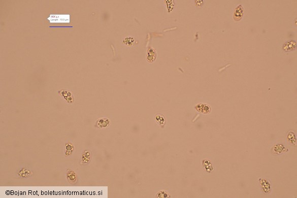 Hohenbuehelia petaloides