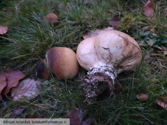 Scleroderma cepa