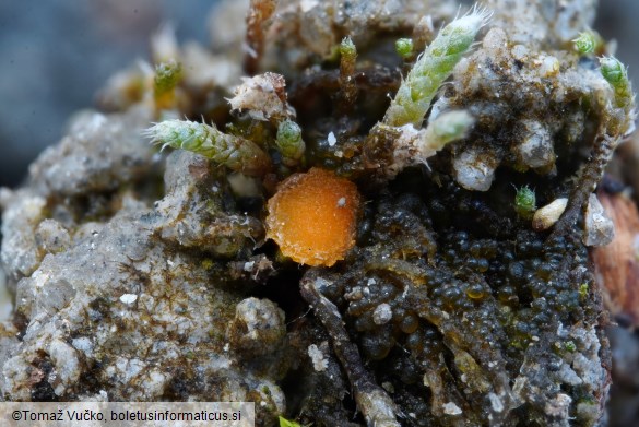 Octospora leucoloma