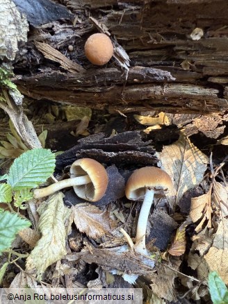 Psathyrella piluliformis