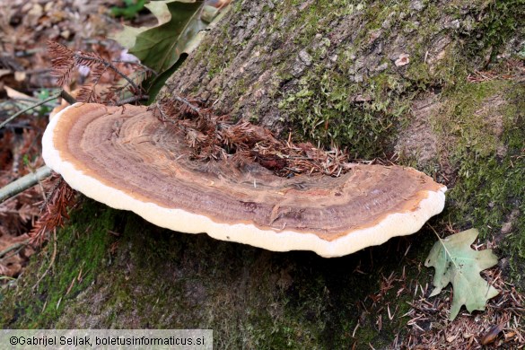 Ganoderma resinaceum