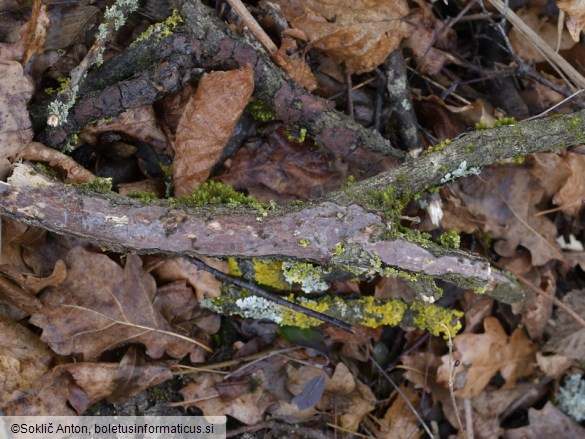 Vuilleminia comedens