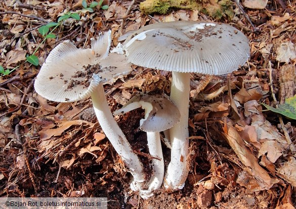 Amanita argentea