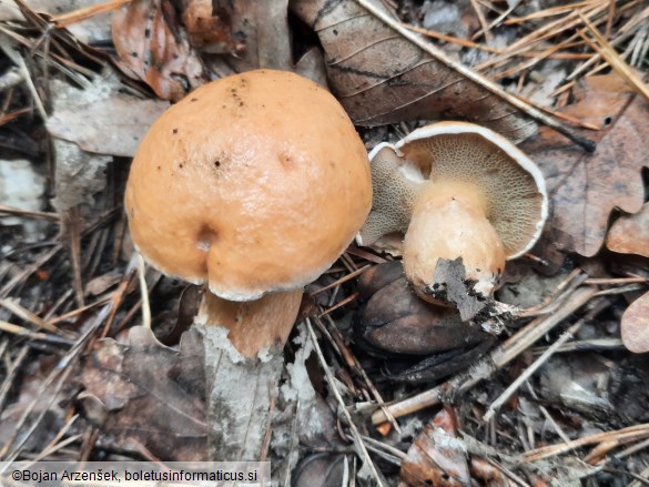 Suillus bovinus