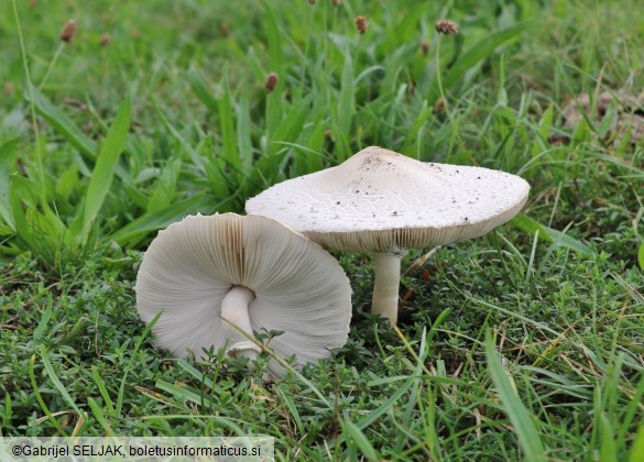 Macrolepiota excoriata