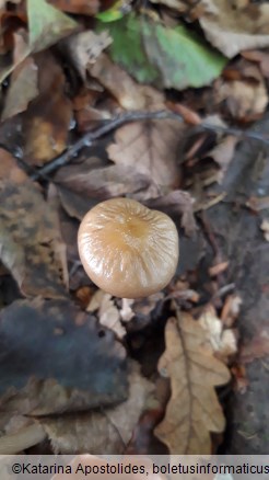 Xerula radicata
