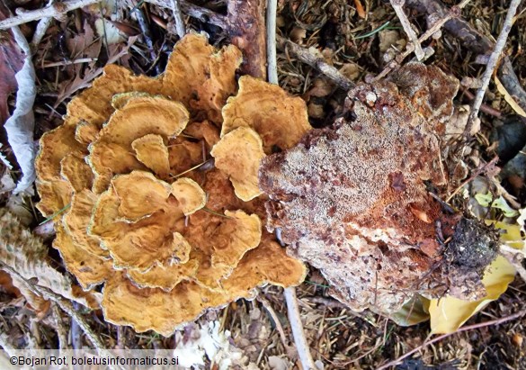 Onnia tomentosa