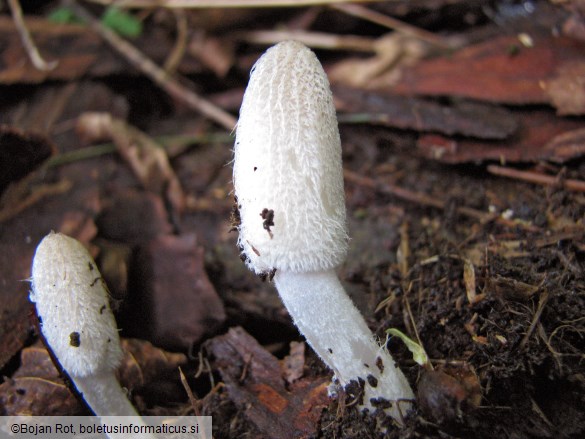 Coprinopsis lagopus