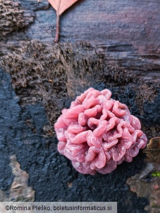 Ascocoryne sarcoides