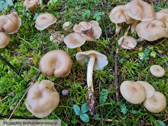 Lyophyllum daonense